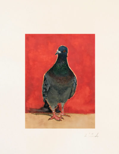 calixte-d-annunzio-pigeon