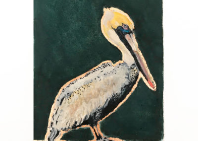 calixte-d'annunzio-pelican