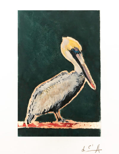 calixte-d'annunzio-pelican